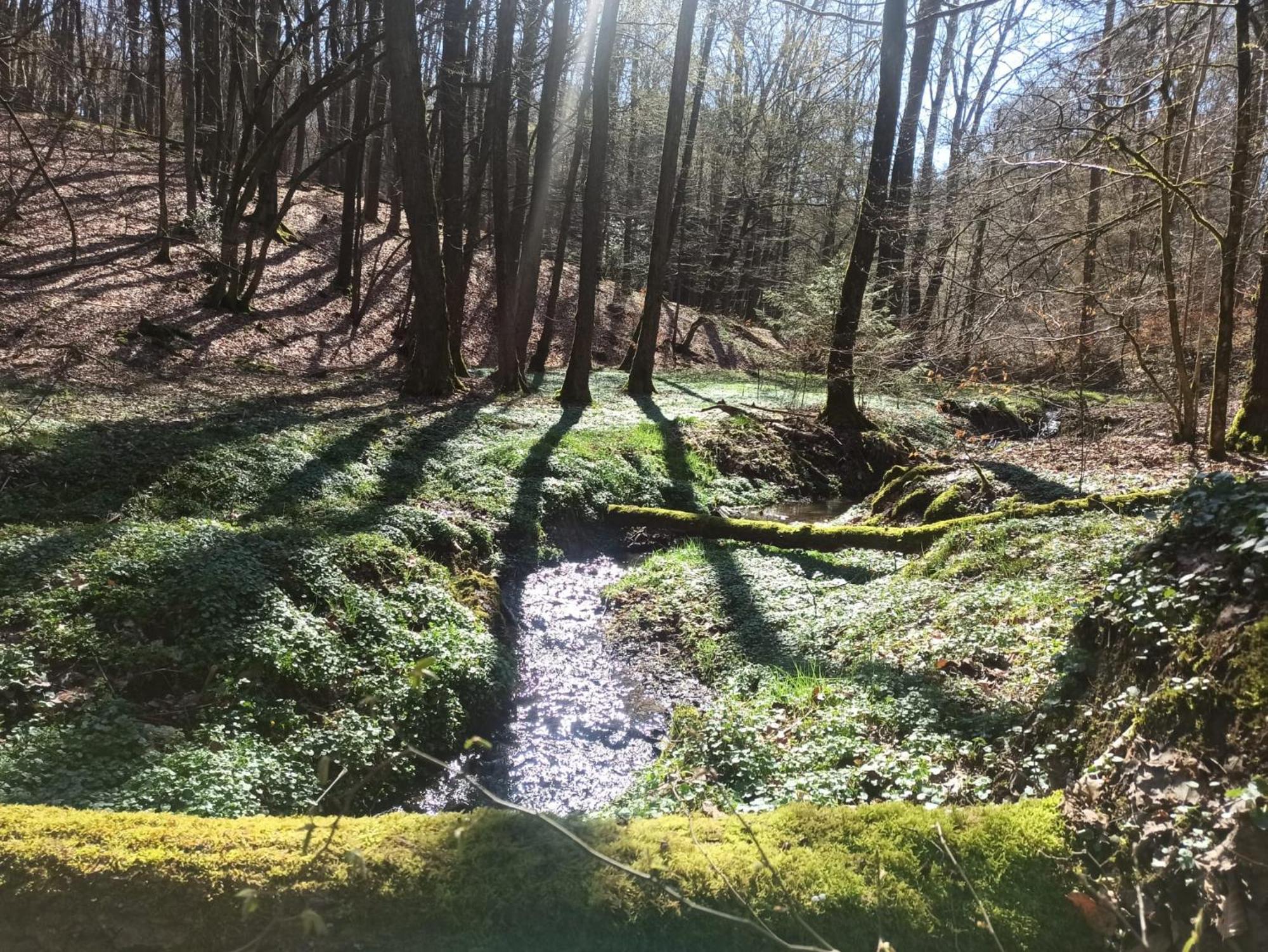 Wellness Ferienwohnung Biene Im Bergischen Land Much Exterior foto